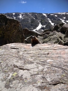 The Marmots are out and about!  
